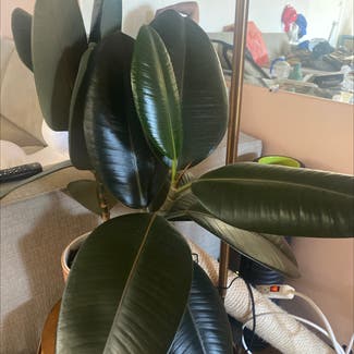 Rubber Plant plant in Los Angeles, California