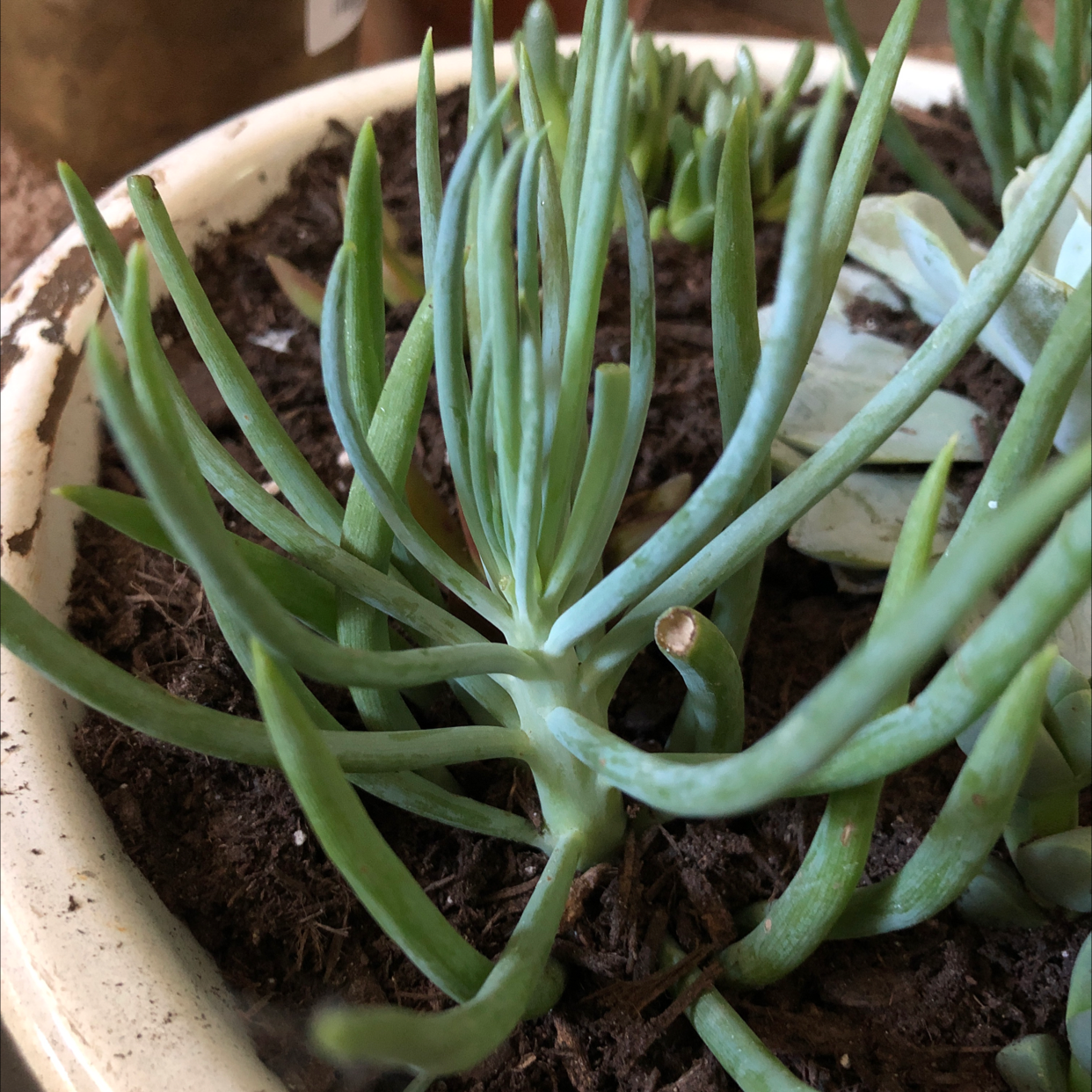 Skyscraper Senecio plant with elongated leaves in a pot with visible soil.