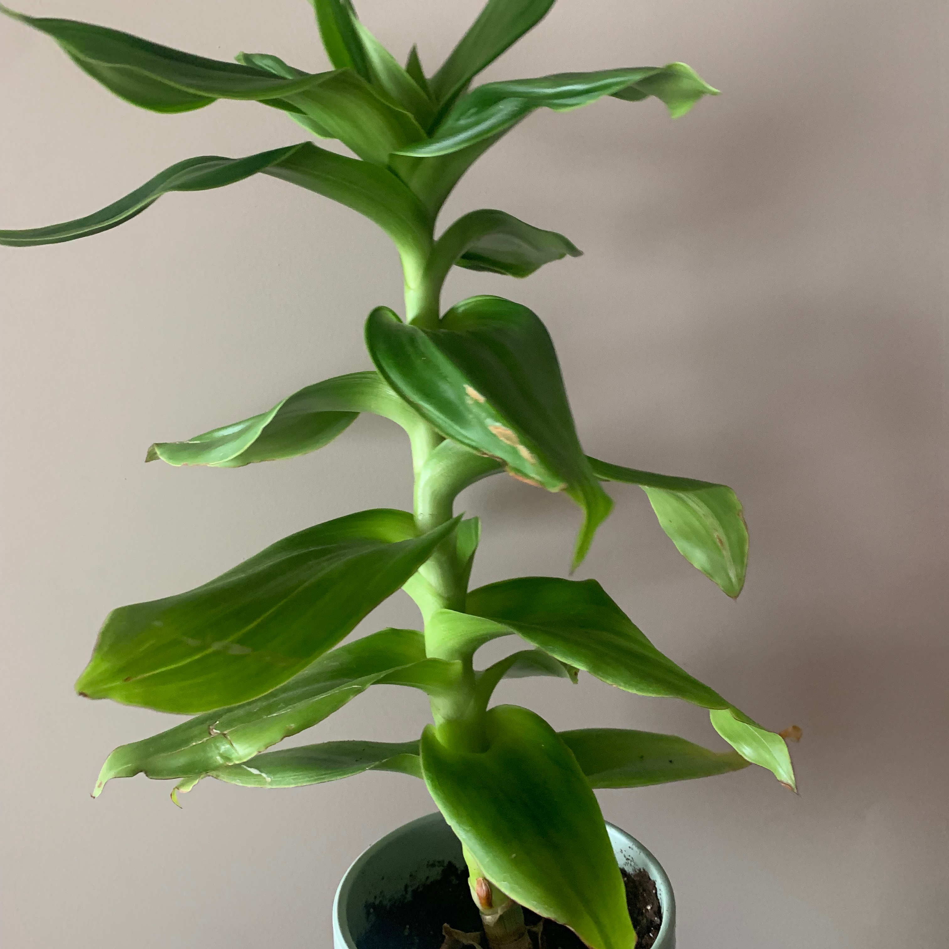 Photo of the plant species Basket Plant by @PetOrangemint named Sky on Greg, the plant care app