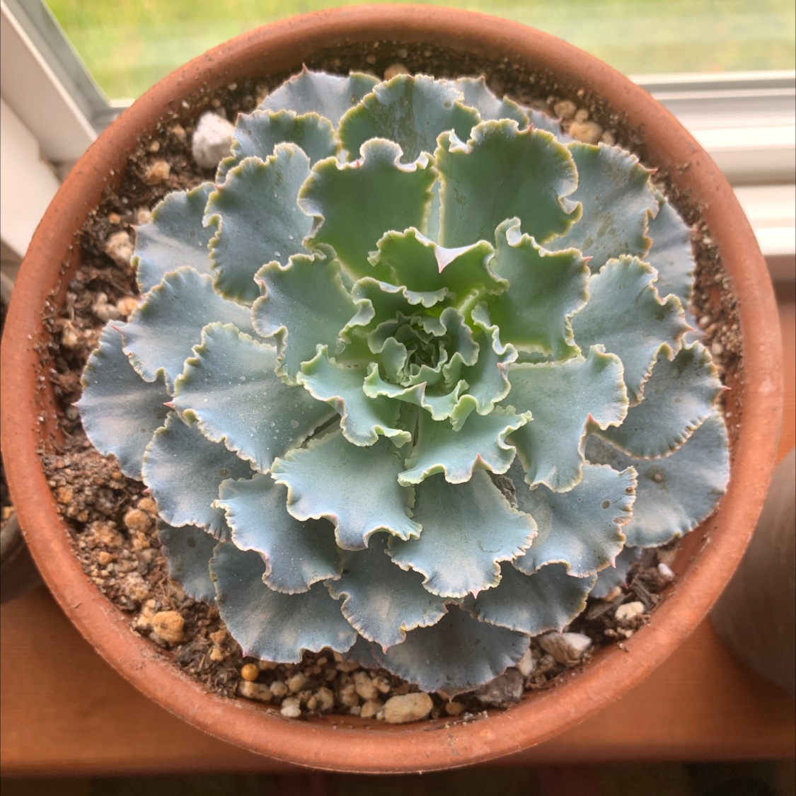 Photo of the plant species Echeveria 'Rosea' by Kaela named Rosey on Greg, the plant care app