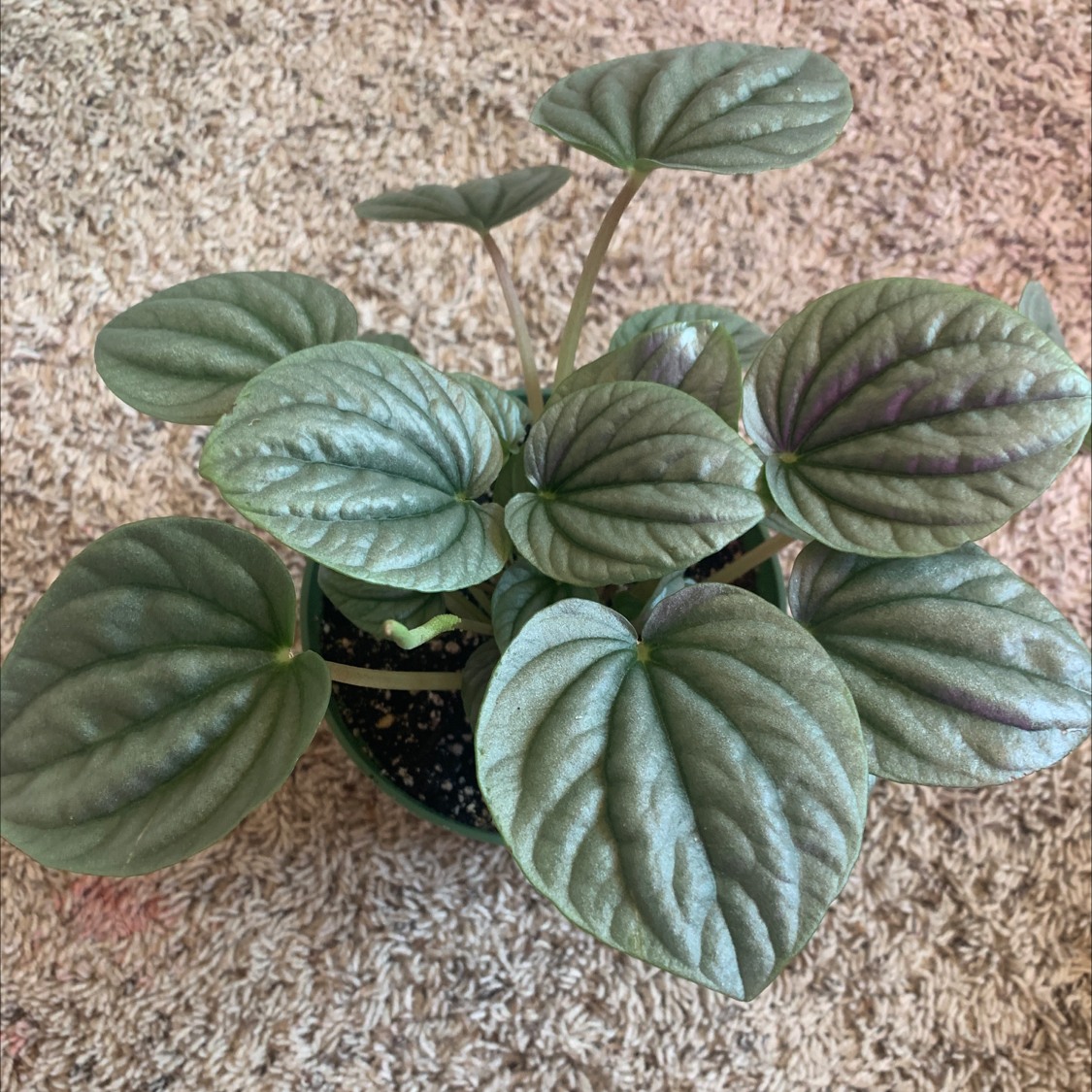 Healthy Silver Frost Peperomia plant with textured leaves in a pot.