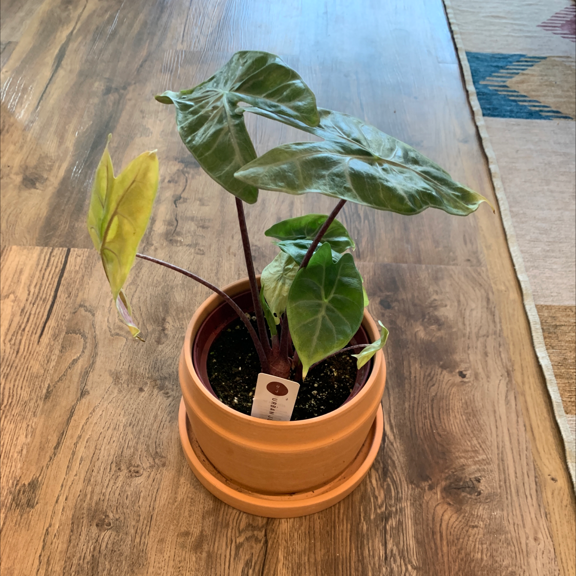 Potted Silver Dragon plant with visible soil and one yellowing leaf.