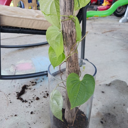 Photo of the plant species Air Yam by Yiftroussea named Yard plant on Greg, the plant care app