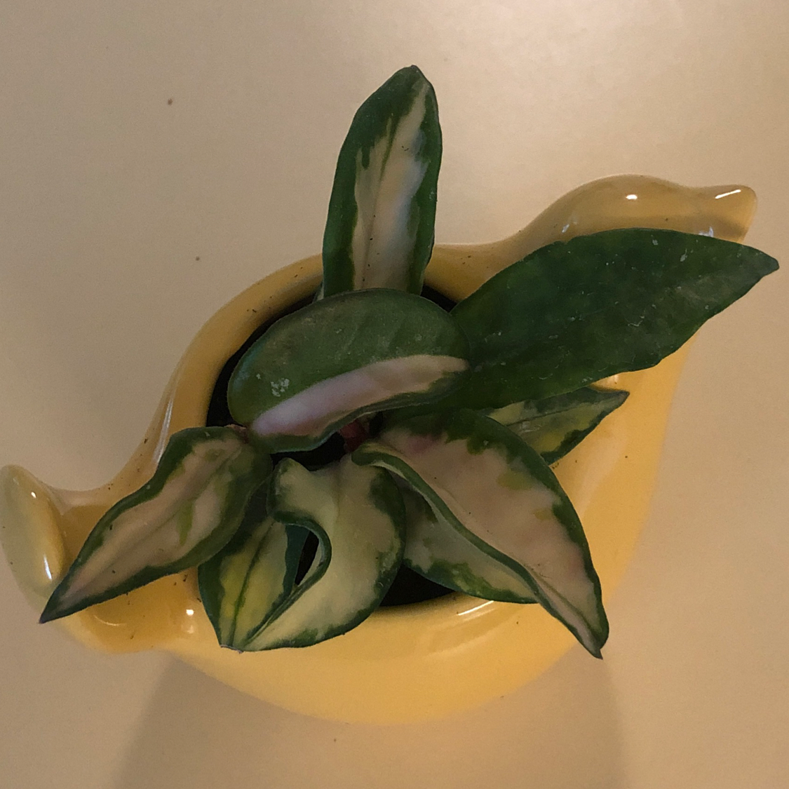 Krimson Princess Hoya plant in a yellow pot with variegated leaves.