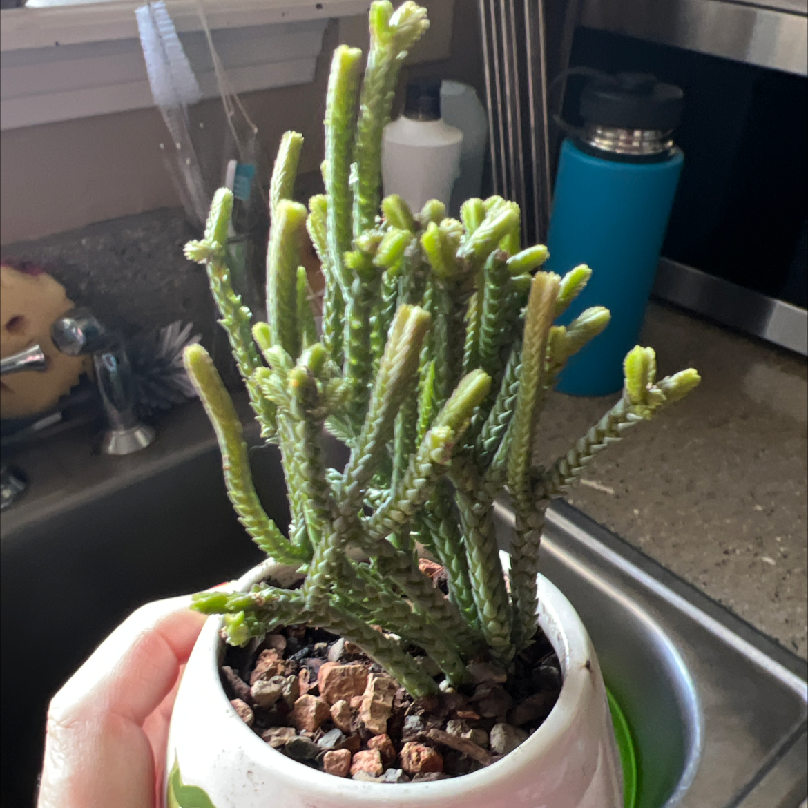 Photo of the plant species Variegated Watch Chain by @katertot99 named Vecna on Greg, the plant care app