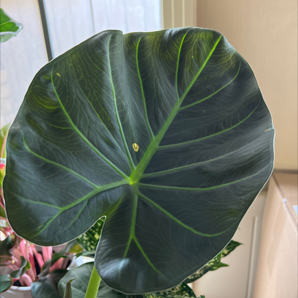 Close-up of a healthy New Guinea Shield plant leaf with prominent veins.