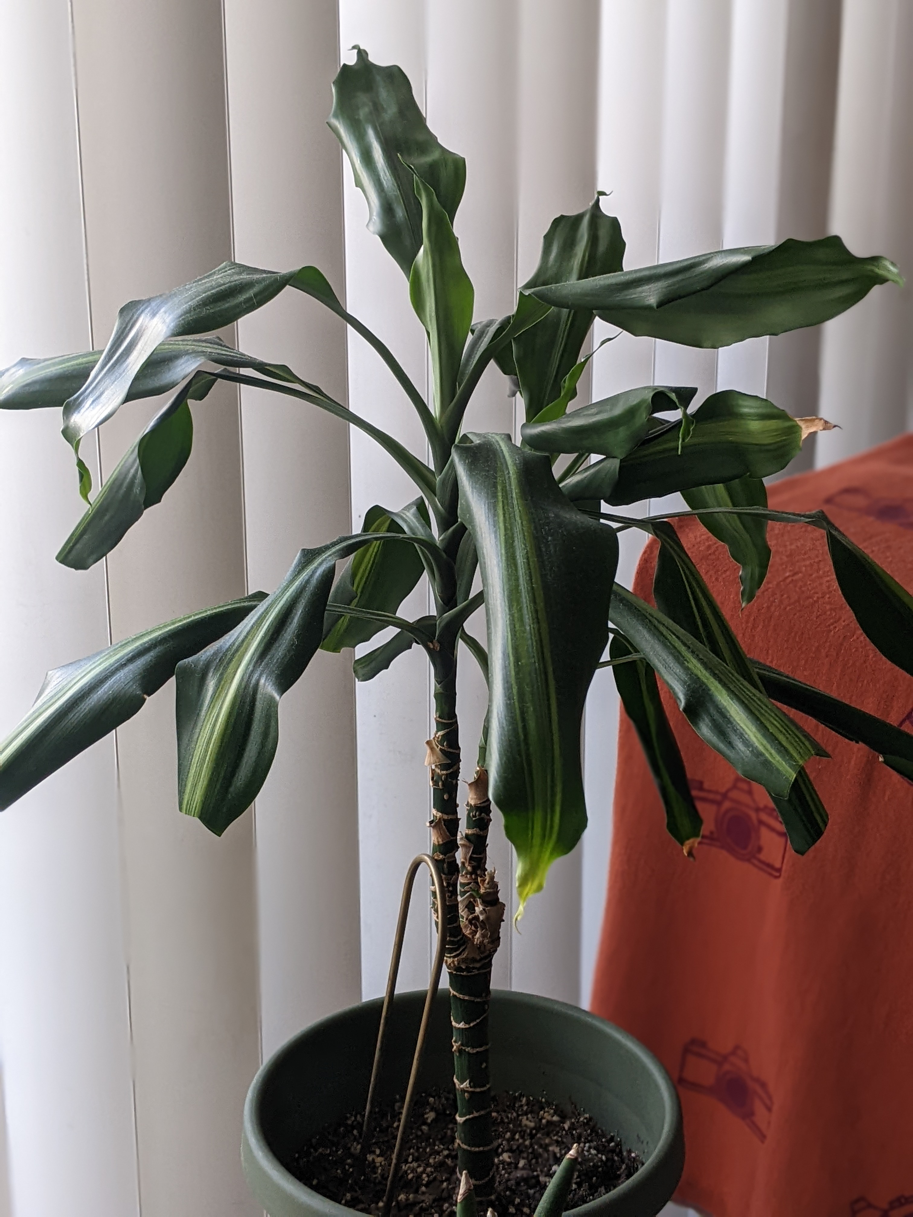 Dracaena 'Sted Sol Cane' plant in a pot with slight yellowing at the leaf tips.