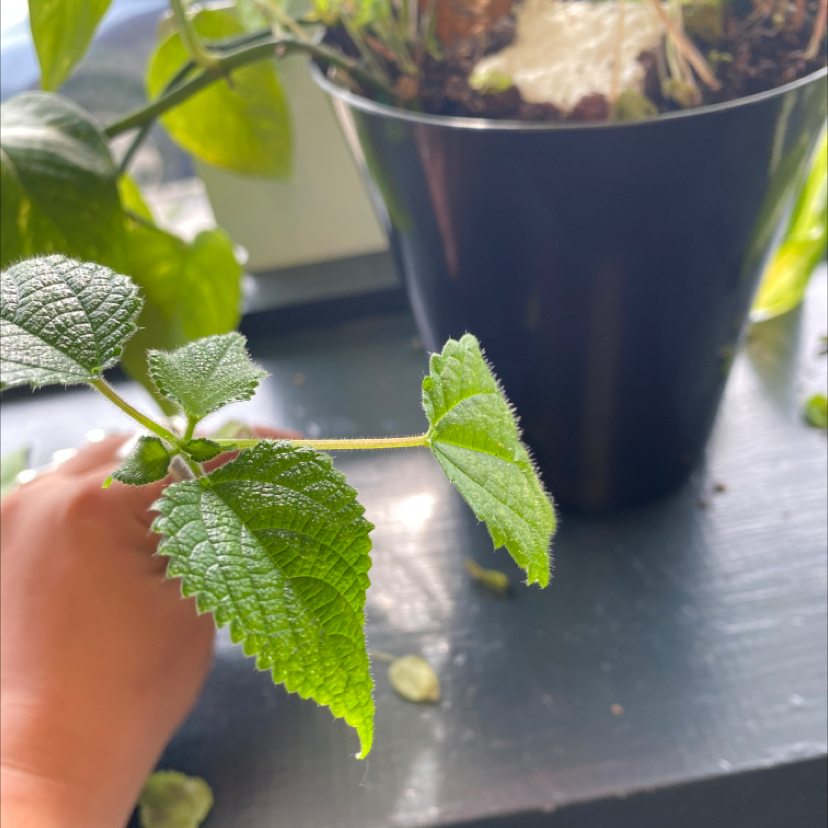 Hoary Stinging Nettle plant in a pot with visible soil, held by a hand.