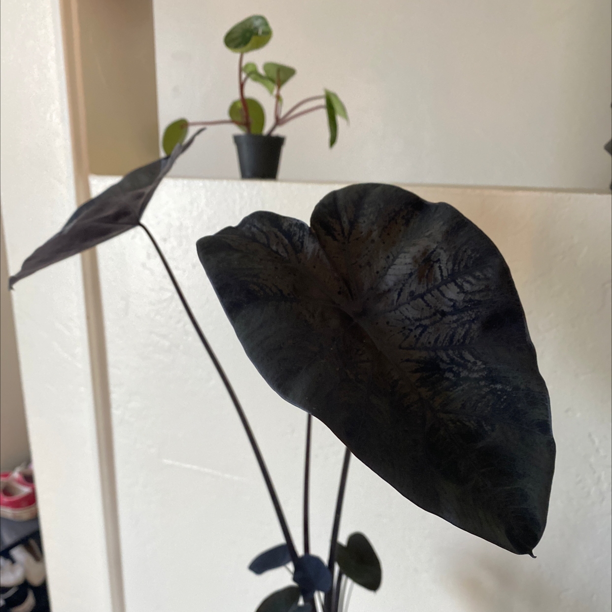 Photo of the plant species Colocasia 'Black Sapphire Gecko' by @FlyingPandan named Wednesday on Greg, the plant care app