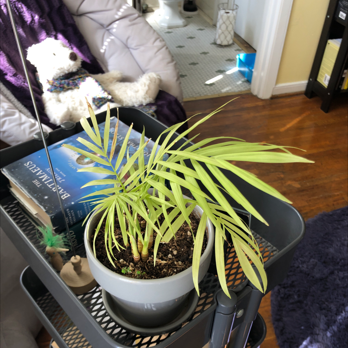 Parlour Palm plant photo by @gannep22 named Sebastian on Greg, the plant care app.