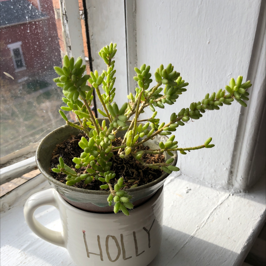 Potted Hairy Stemmed Rhipsalis on a windowsill in a pot labeled 'Holly'.