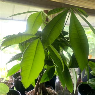 Money Tree plant in Vernon Township, New Jersey