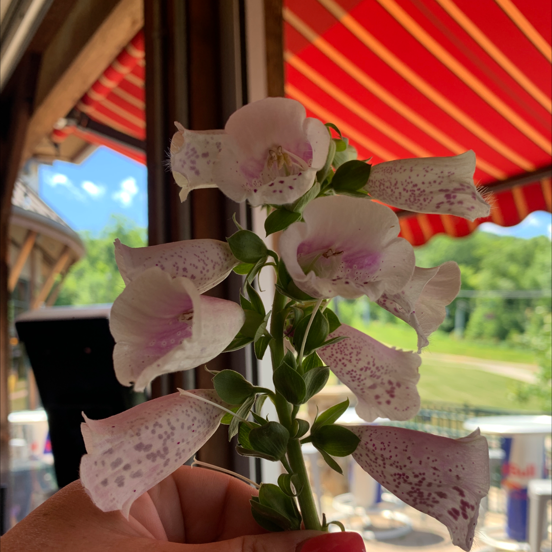 Flowering Common Foxglove plant with light pink, spotted flowers held by a hand.