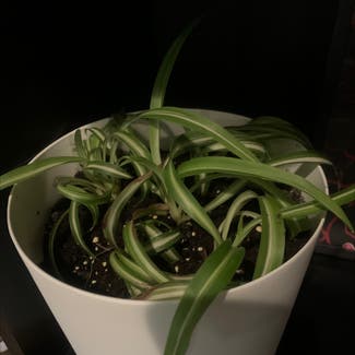 Spider Plant plant in Vernon Township, New Jersey