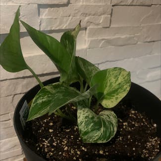 Golden Pothos plant in Vernon Township, New Jersey
