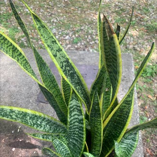Snake Plant plant in Vernon Township, New Jersey