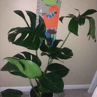 Monstera plant in Vernon Township, New Jersey