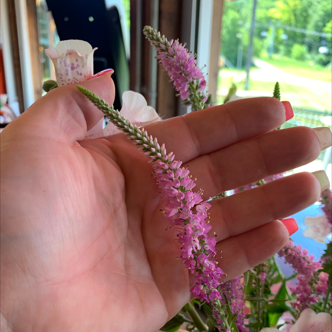 Close-up of a Spike Speedwell plant with pink flowers held by a hand.