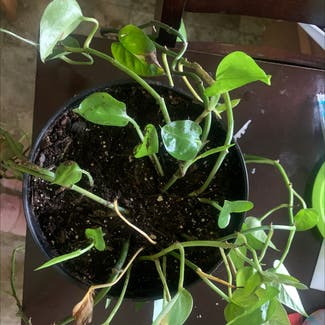 Golden Pothos plant in Vernon Township, New Jersey