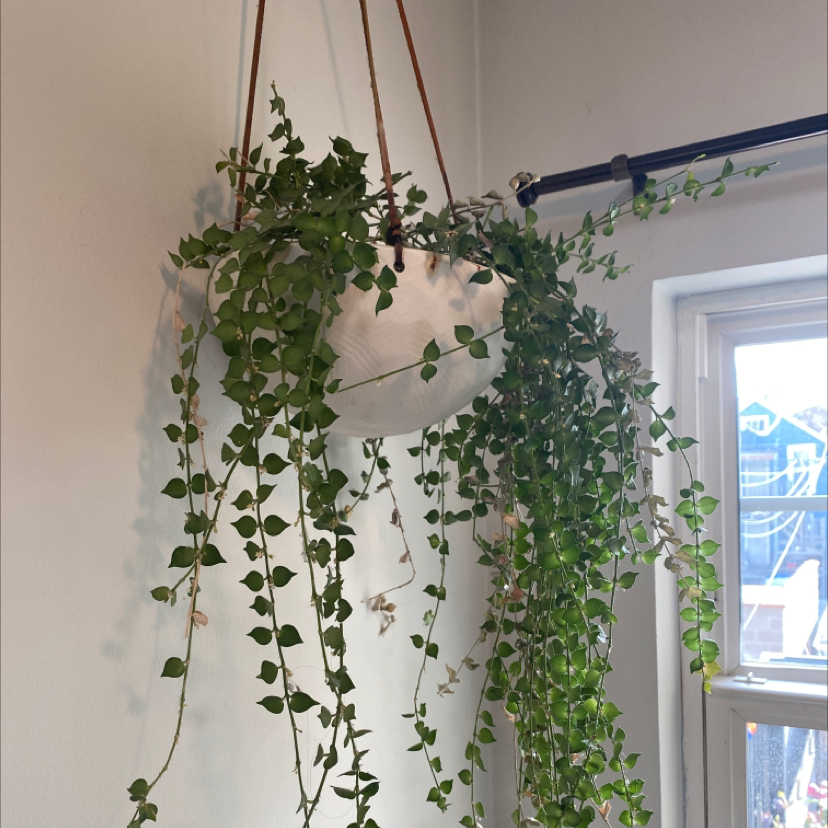 Hanging Million Hearts plant with heart-shaped green leaves in a white pot.