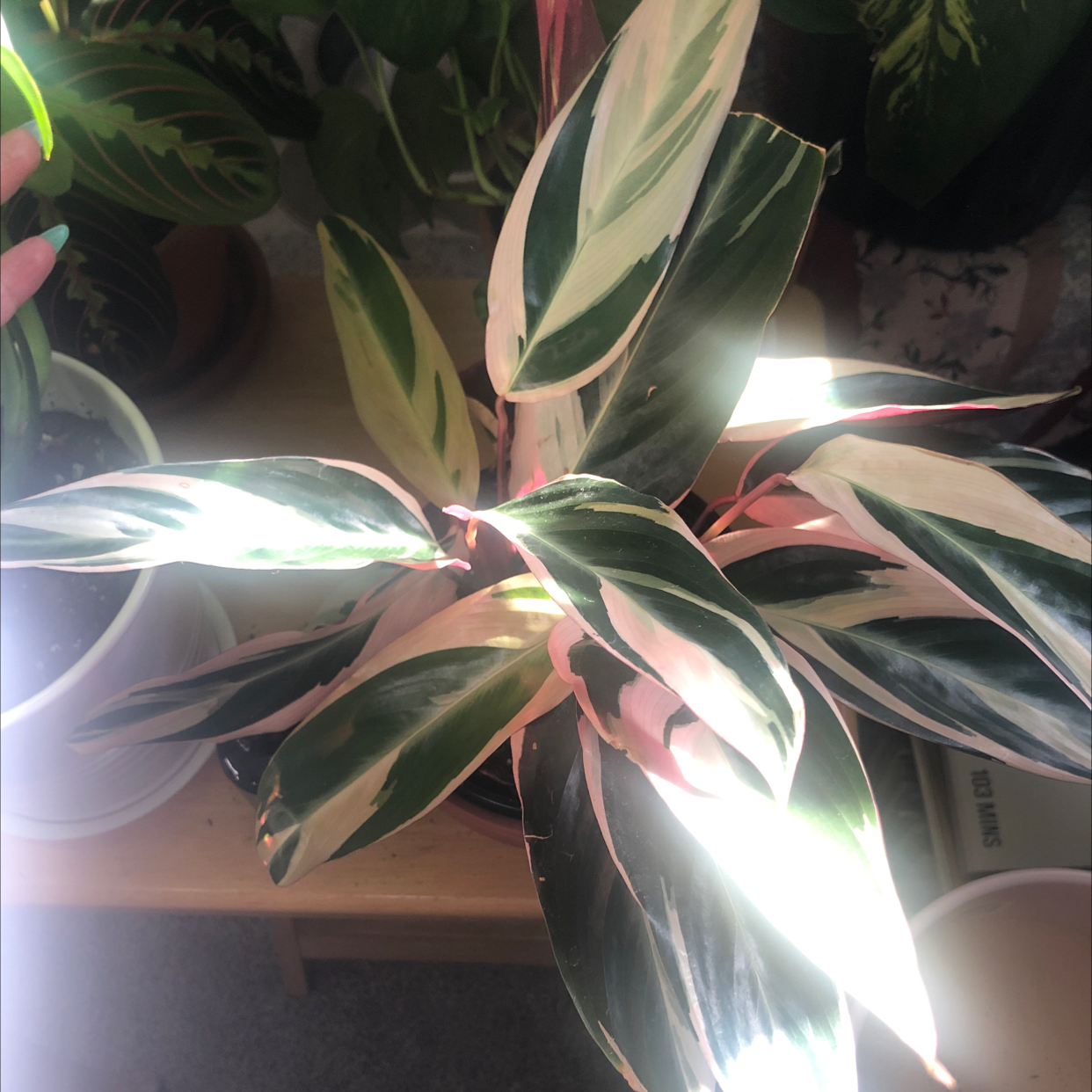 Never Never Plant with variegated green, white, and pink leaves in good health.