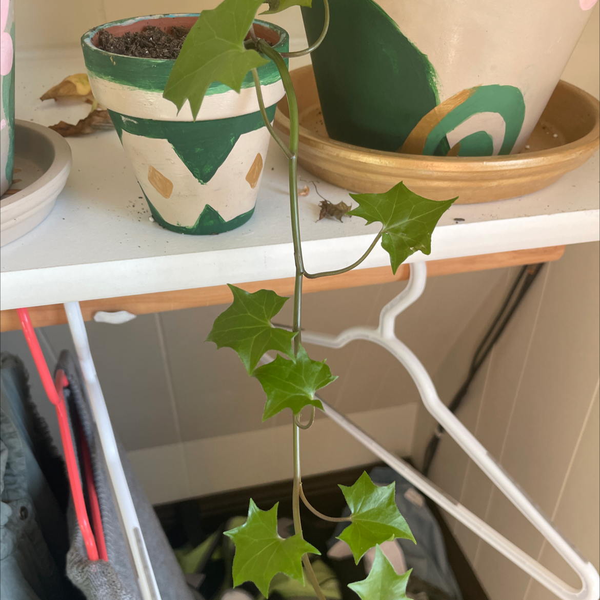 Cape Ivy plant with green leaves in a pot on a shelf, soil visible.