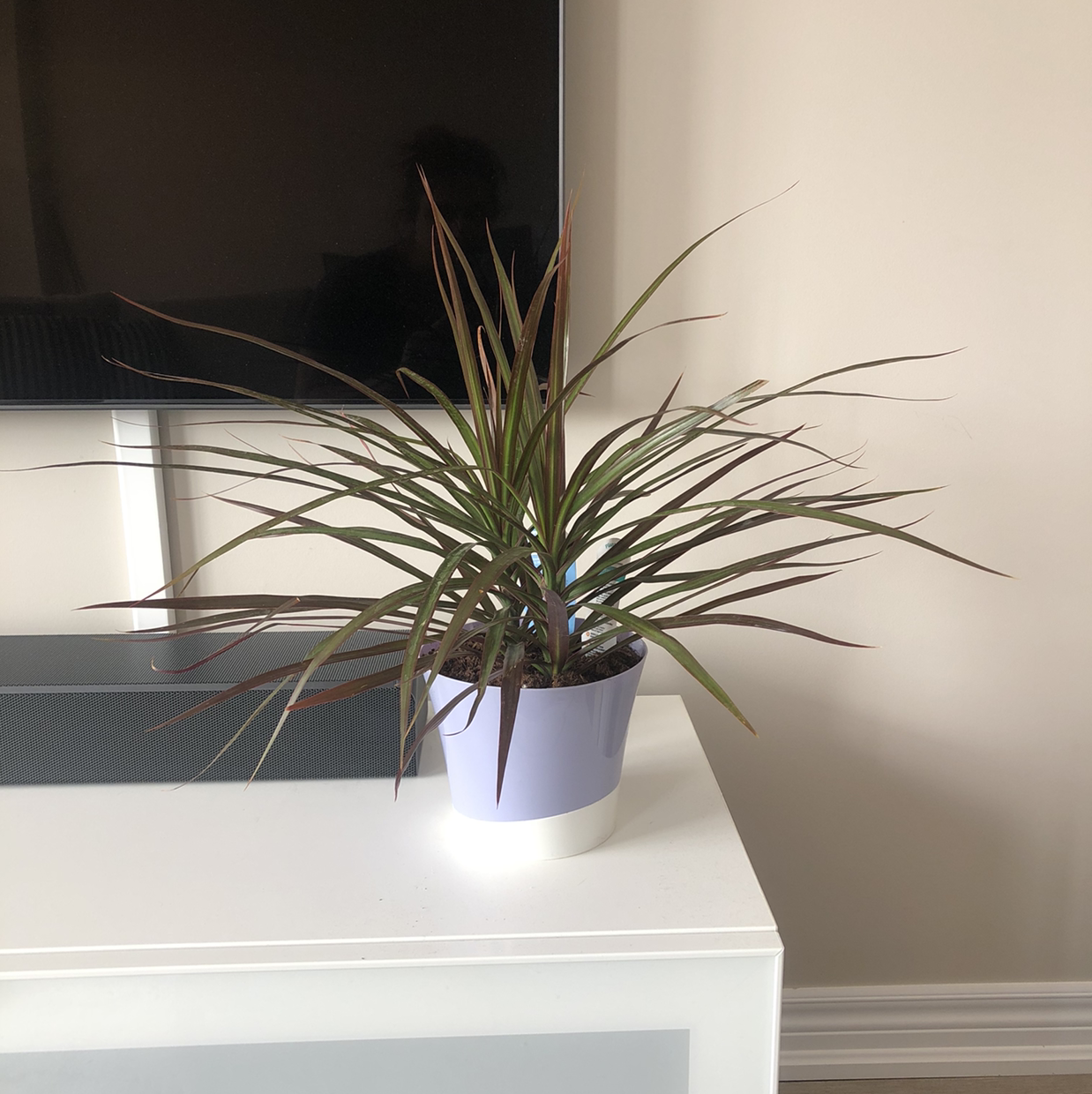 Photo of the plant species Dragon Tree by @dcruzangelica named Norbert + Fluffy on Greg, the plant care app