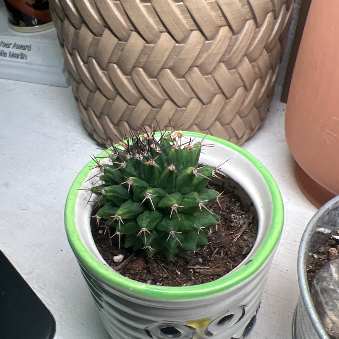 Potted Mammillaria Polythele cactus in a decorative pot, appears healthy.