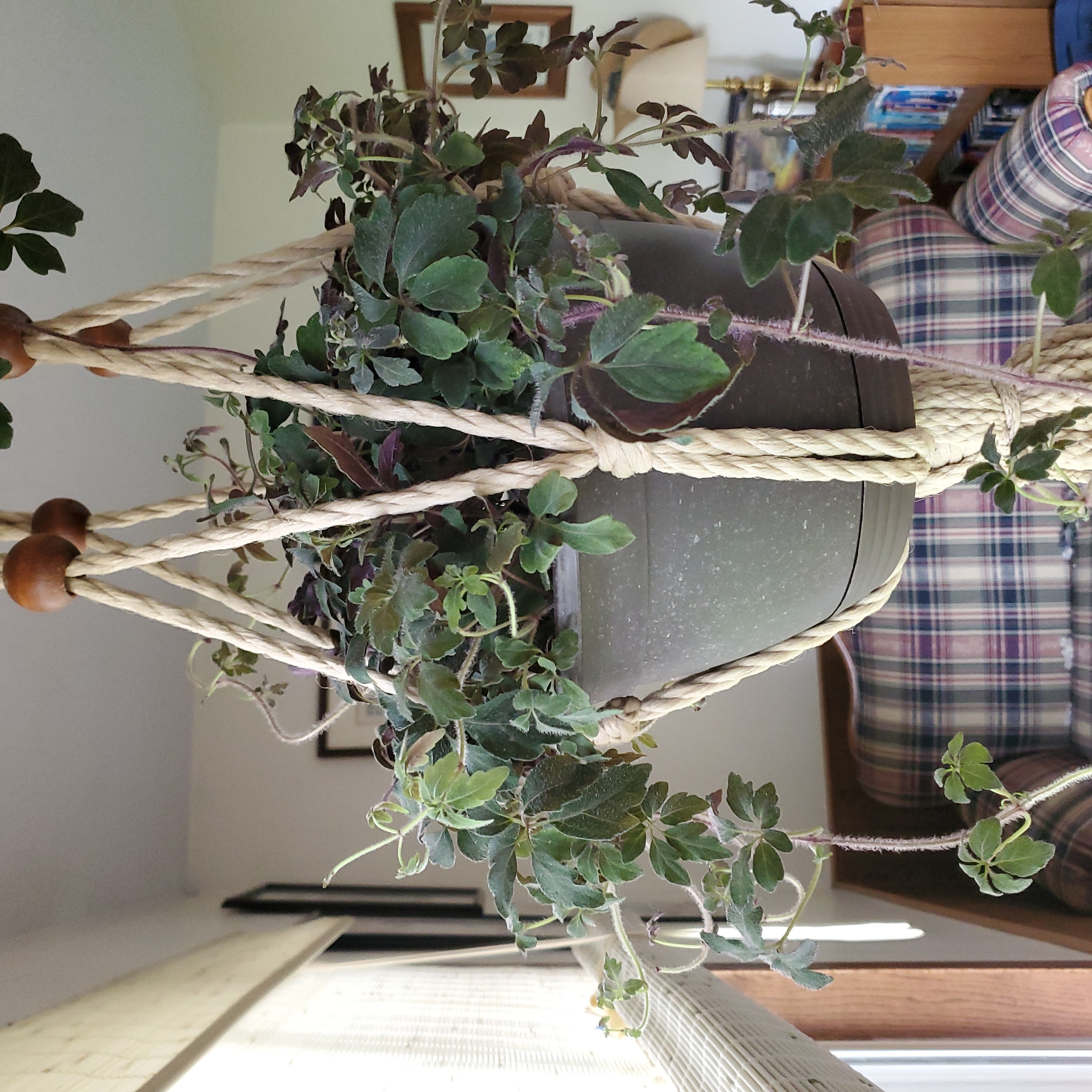 Photo of the plant species Purple Plush by @SilveryCoconut named Micania ternada on Greg, the plant care app