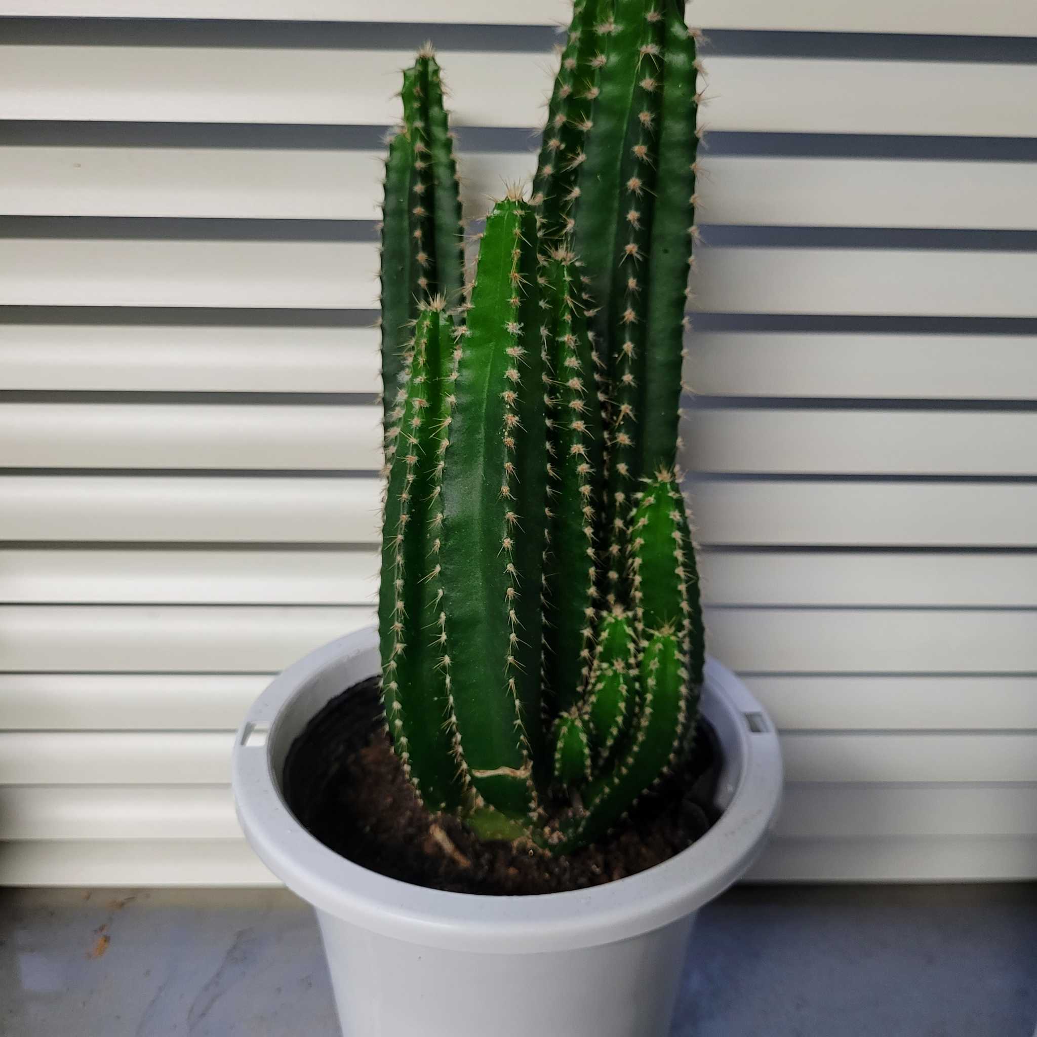 Columnar Cactus in a white pot with visible soil, well-framed and centered.