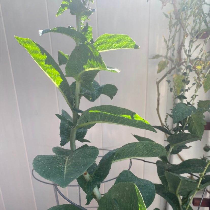 Common Milkweed plant with broad green leaves and sturdy stem, well-lit and healthy.