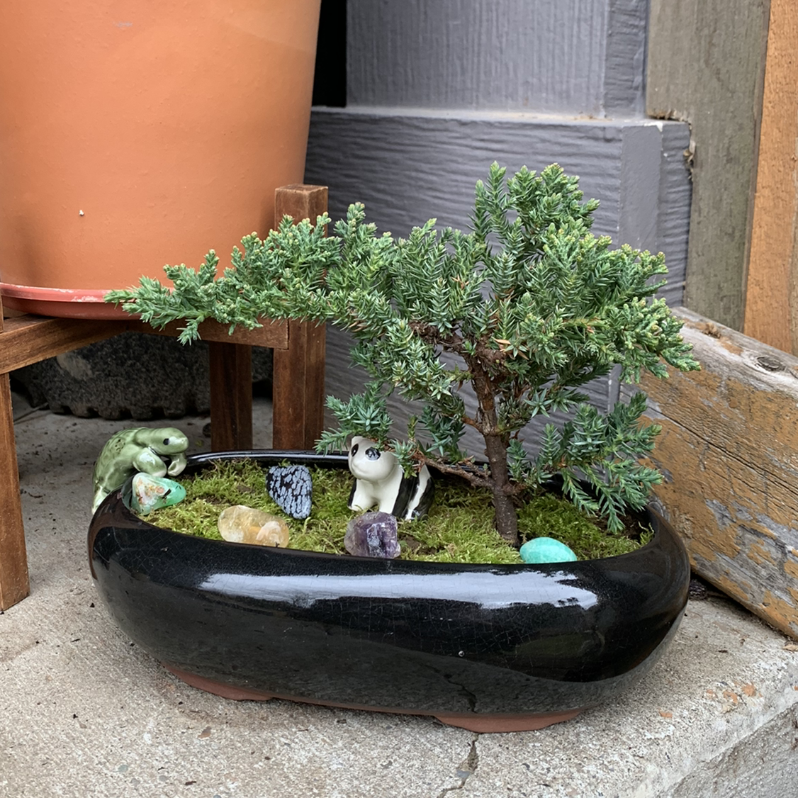Photo of the plant species Needle Juniper by @adamuniverse named June on Greg, the plant care app
