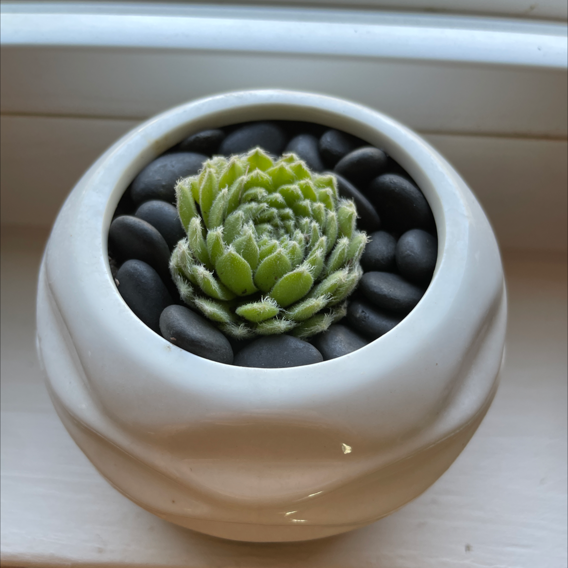 Cobweb Hens and Chicks plant in a white pot with black pebbles, healthy and well-framed.