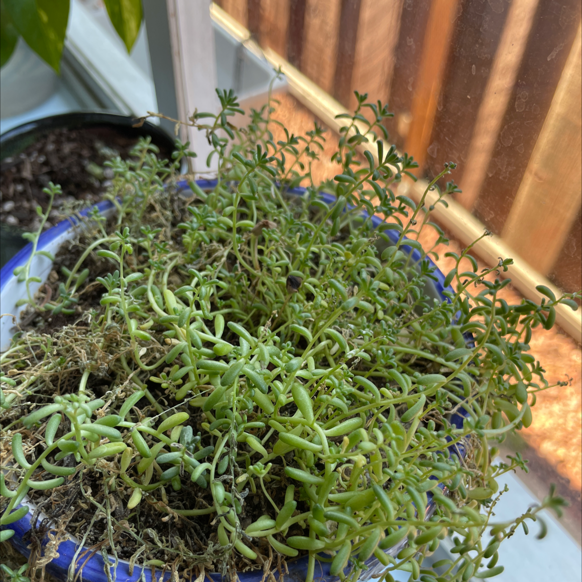Potted White Stonecrop plant with thin, succulent leaves and some black spots, indoors.