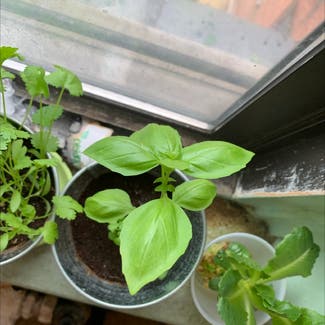 Sweet Basil plant in Union City, New Jersey