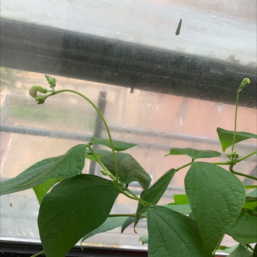 Red kidney beans