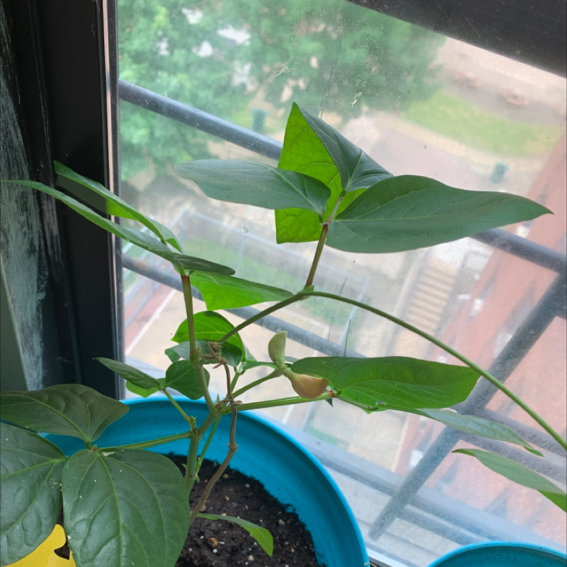 Bean plant