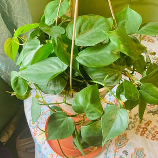 Heartleaf Philodendron plant in Union City, New Jersey