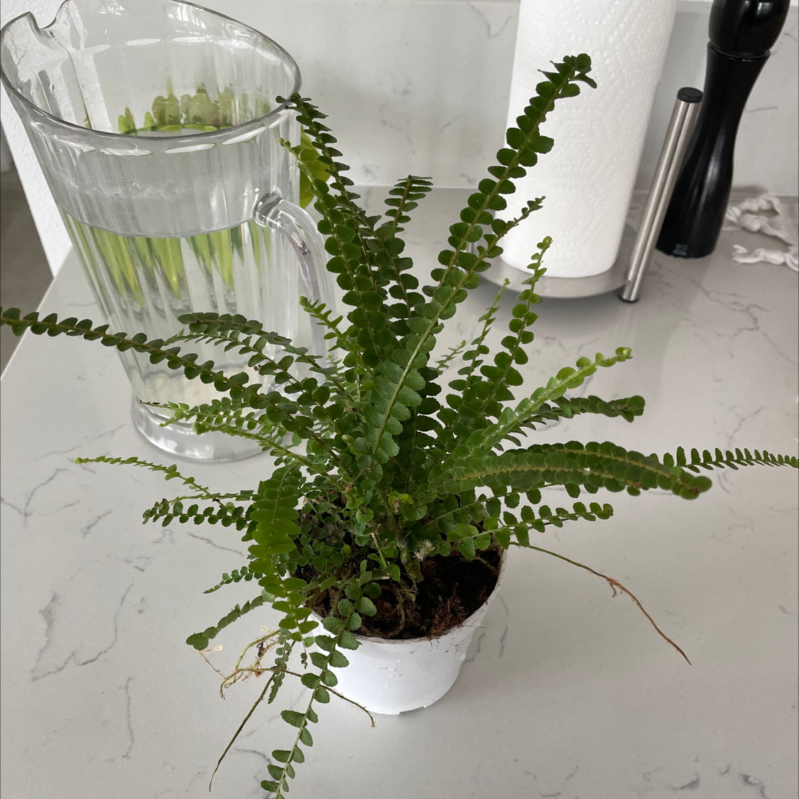 Healthy Erect Sword Fern in a white pot. The fern has lush, green, symmetrical fronds and no signs of damage or disease.