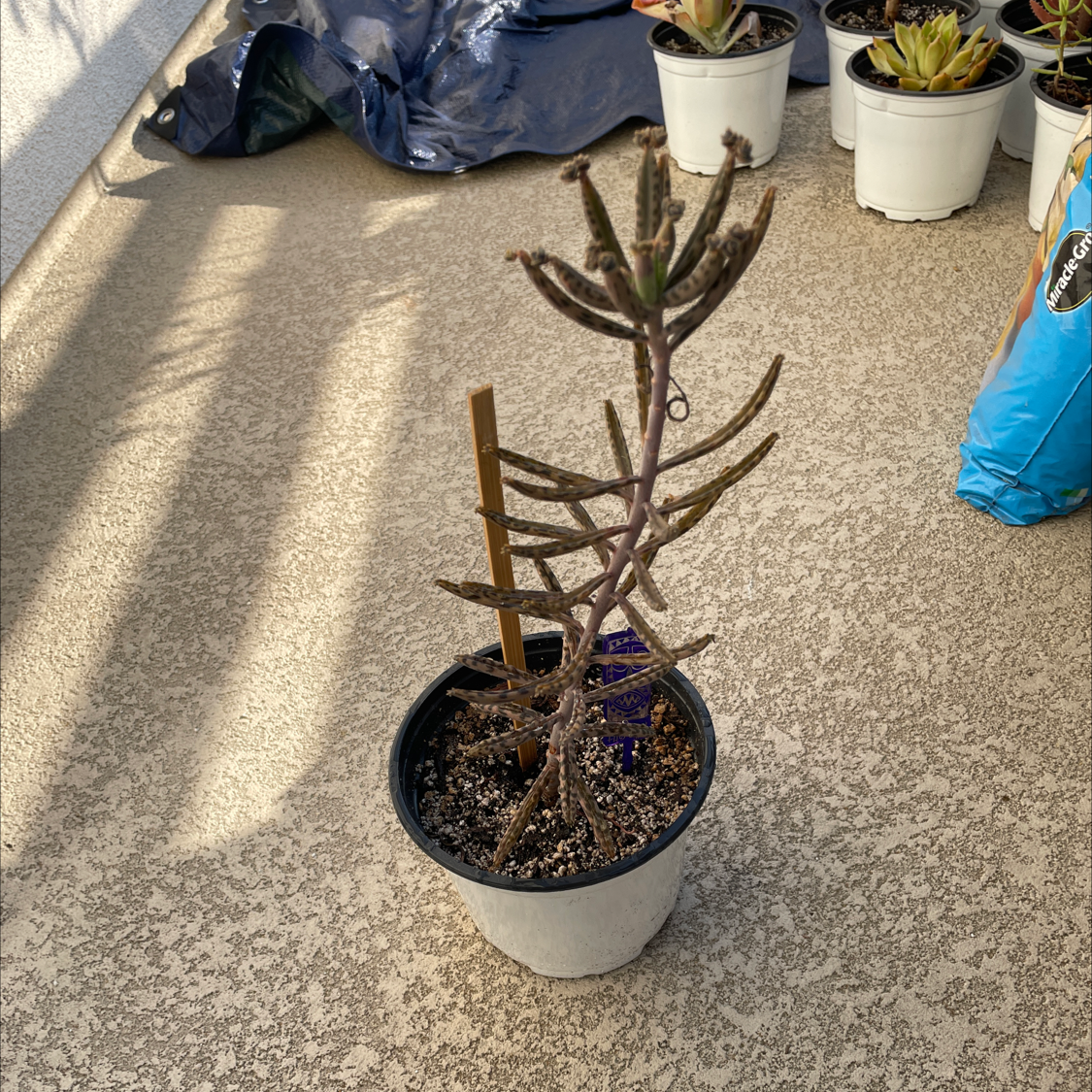 Healthy Mother of Millions plant in white pot on carpet, with tall stems covered in narrow leaves and small plantlets growing from leaf edges.