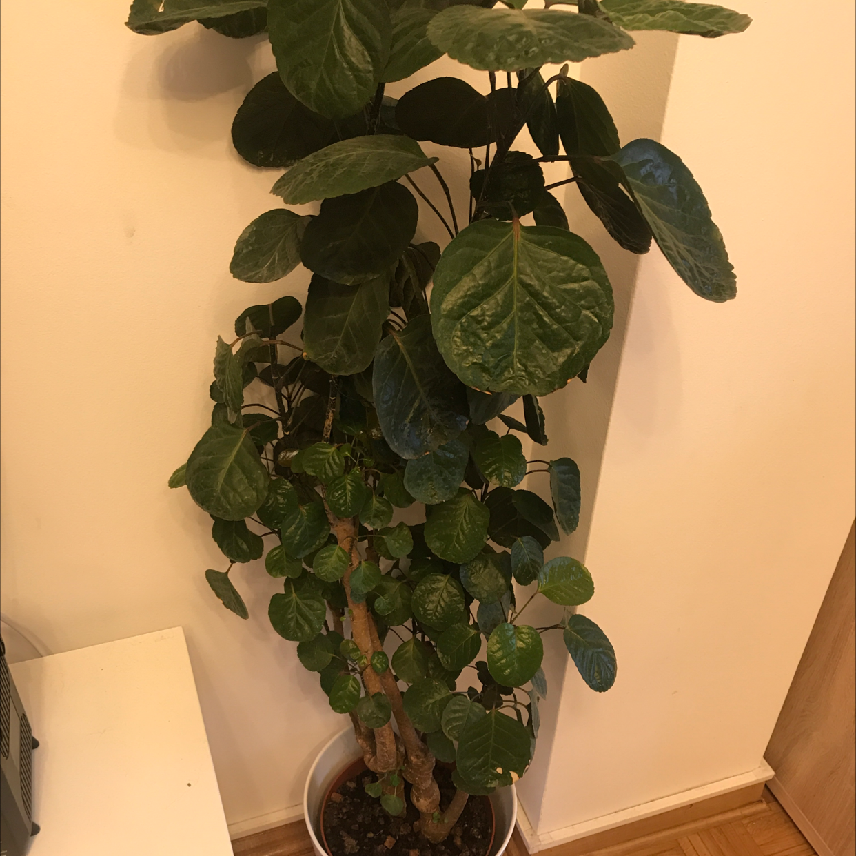 Fabian Aralia plant in a pot with dark green leaves and visible soil.
