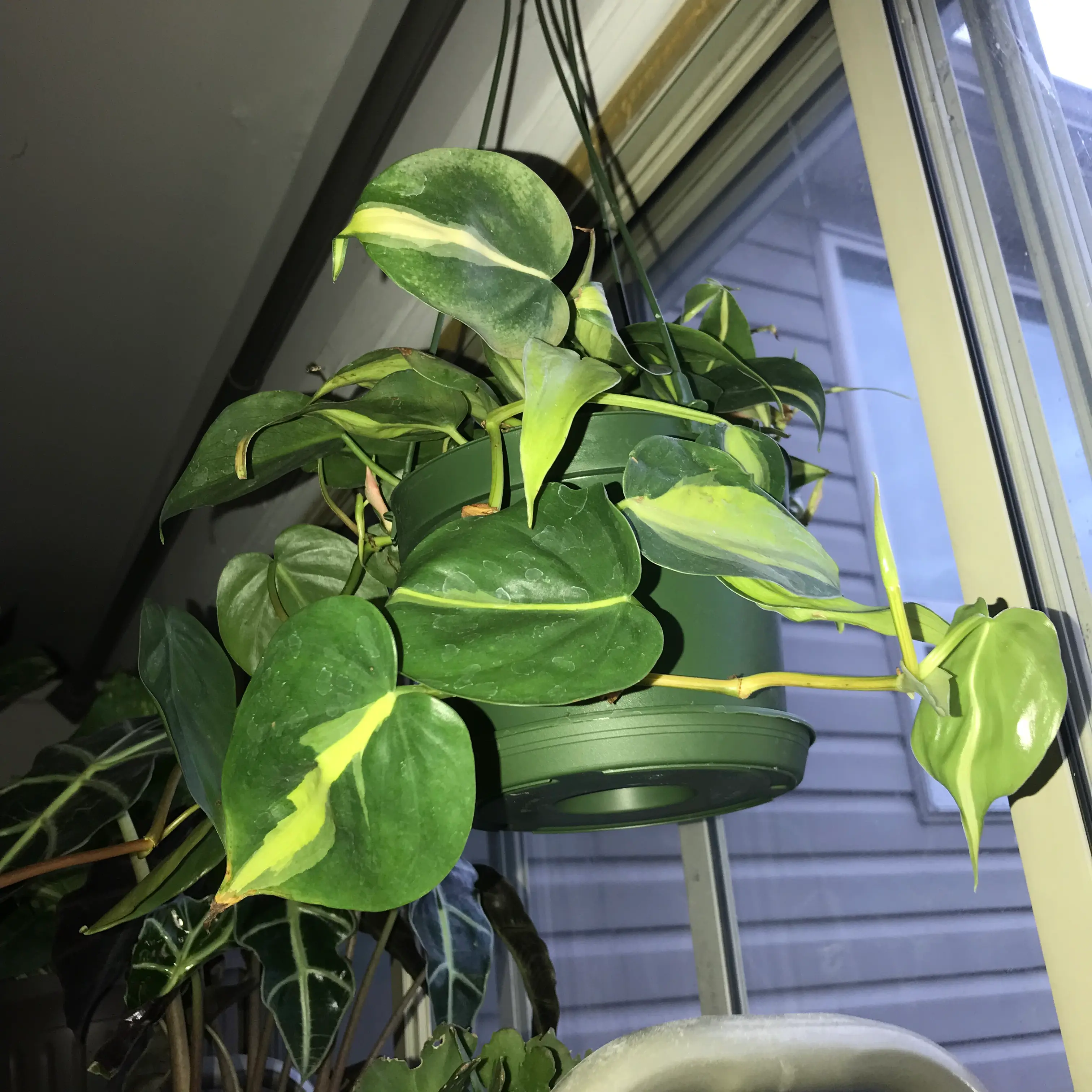 Brazil Philodendron plant in a hanging pot near a window with vibrant green and yellow variegated leaves.