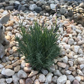 Munstead Lavender plant in Somewhere on Earth