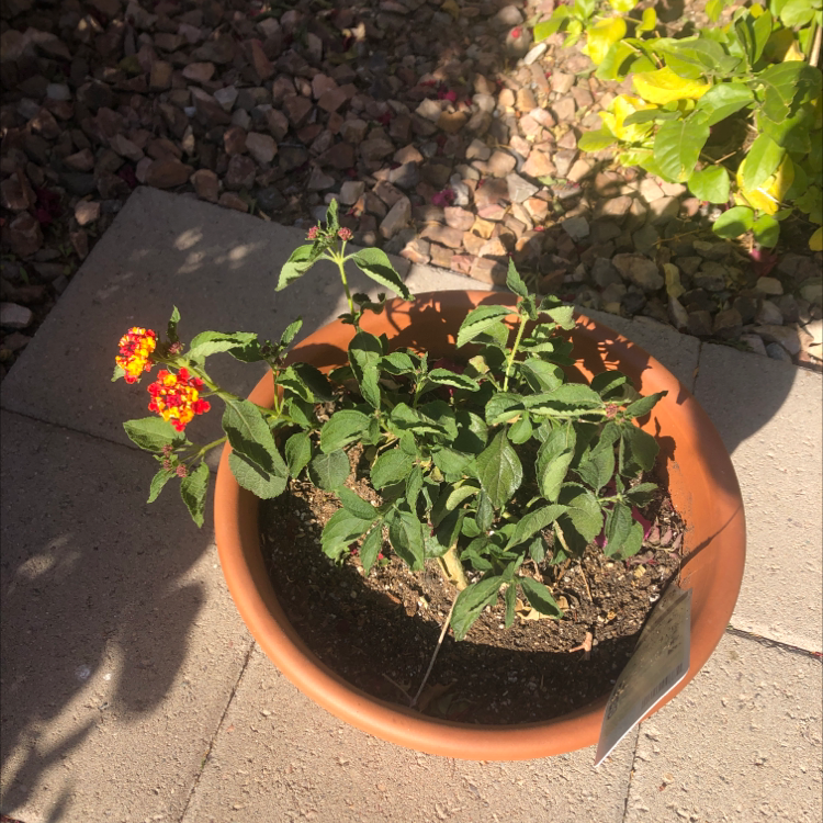 Potted Lantana plant with green leaves and colorful flowers, well-framed and in focus.