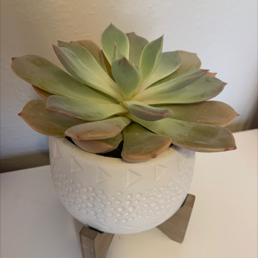 Graptoveria 'Opalina' succulent in a white textured pot with slight browning on leaf tips.