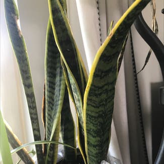 Snake Plant plant in Somewhere on Earth