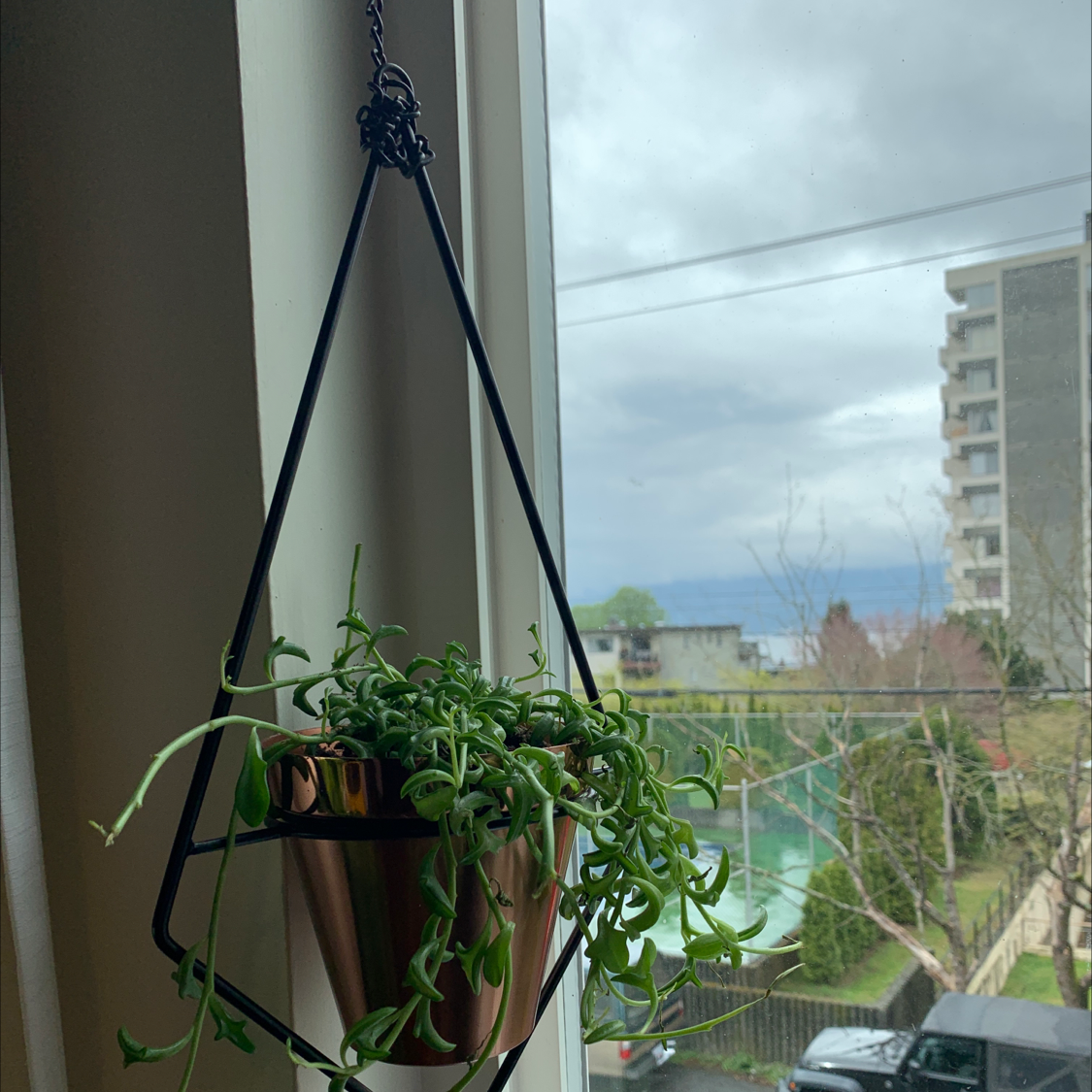 Photo of the plant species String of Dolphins by @Kristina named Finn on Greg, the plant care app