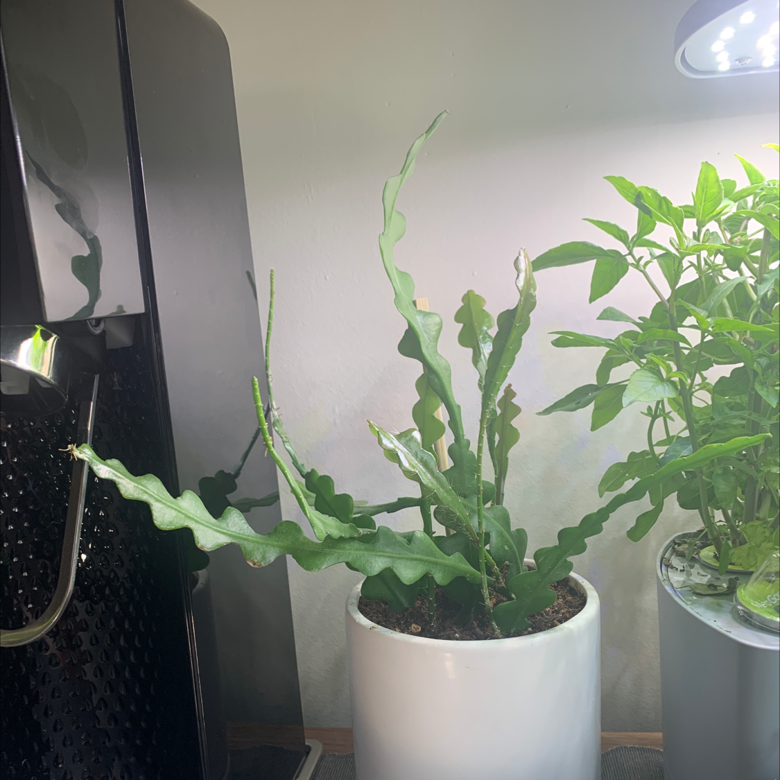 Photo of the plant species Selenicereus Anthonyanus by @Kristina named Julio on Greg, the plant care app