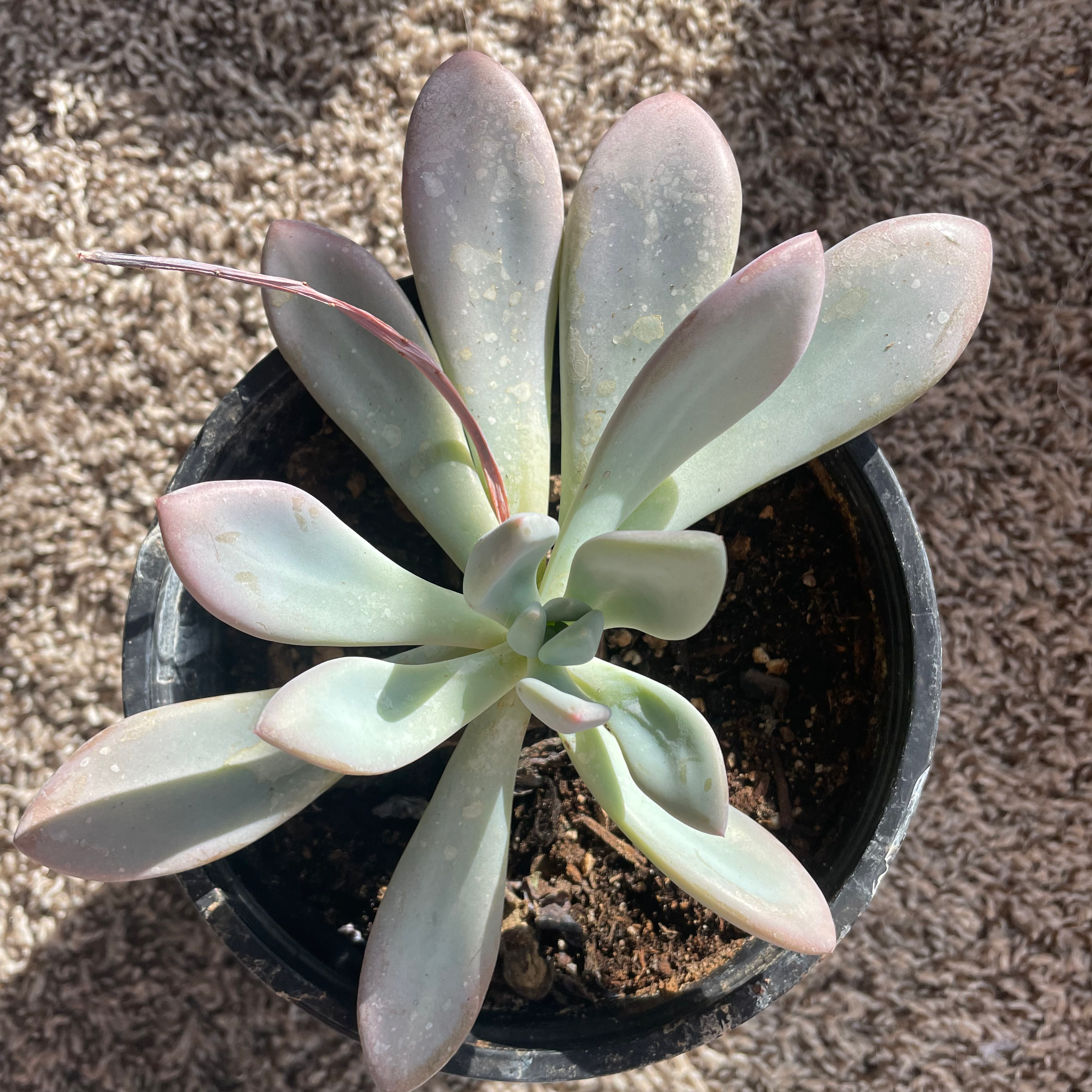 Photo of the plant species Echeveria 'Opalina' by @poorplantgir1 named Old Girl💗 on Greg, the plant care app