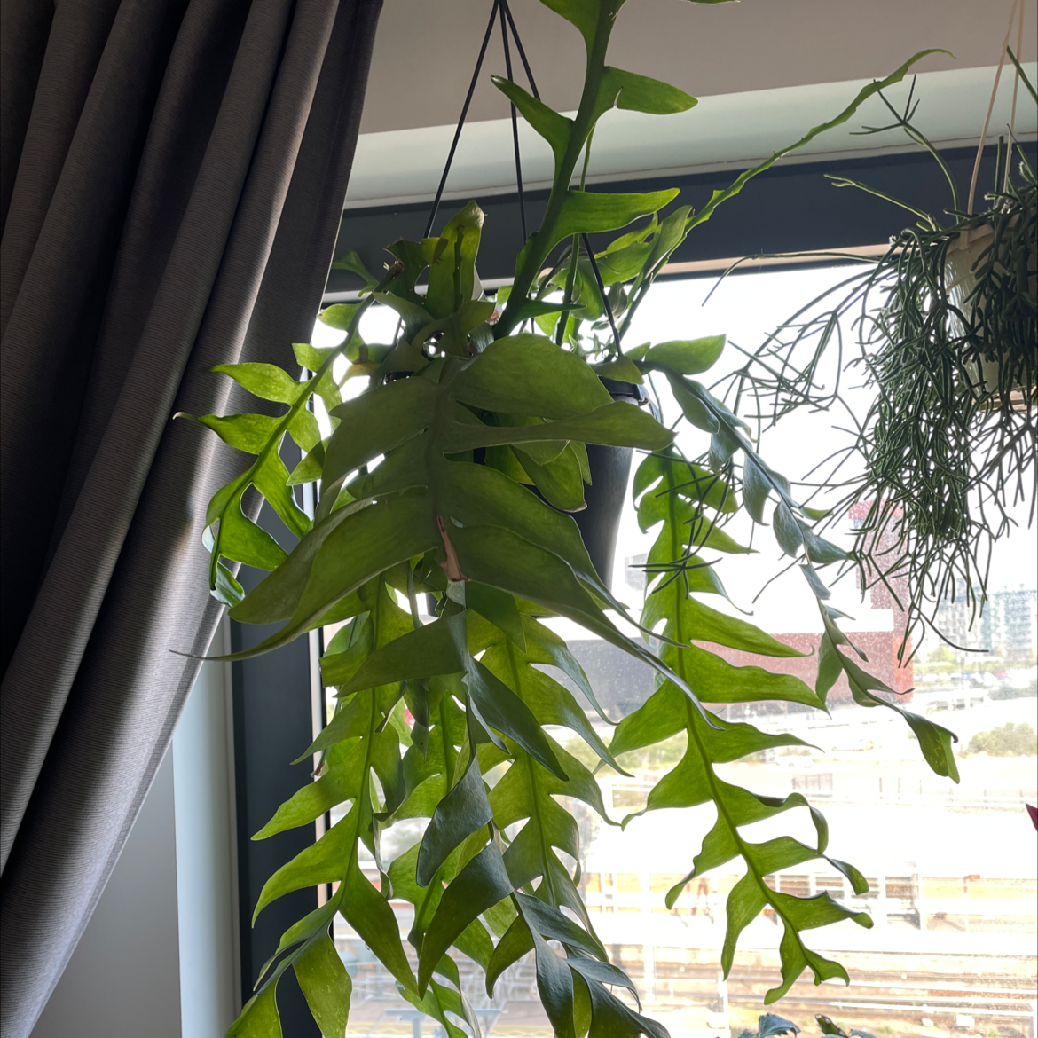 Photo of the plant species shark fin cactus by @cerens named Fernleaf on Greg, the plant care app